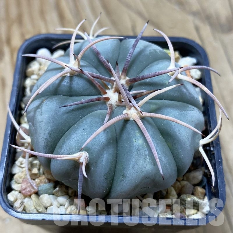 SH21640 Echinocactus horizonthalonius MR21