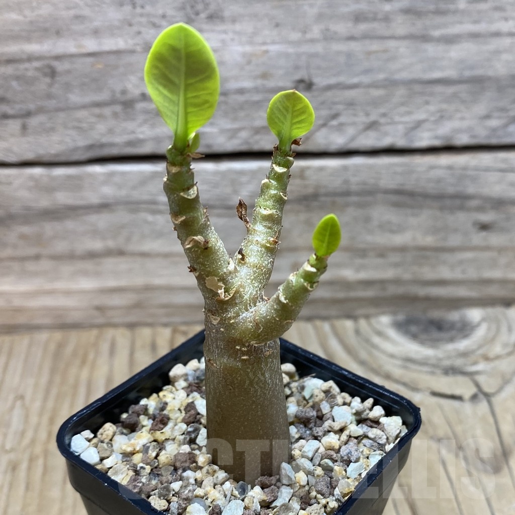 SH21681 Adenium arabicum 'Black Body' - Image 2