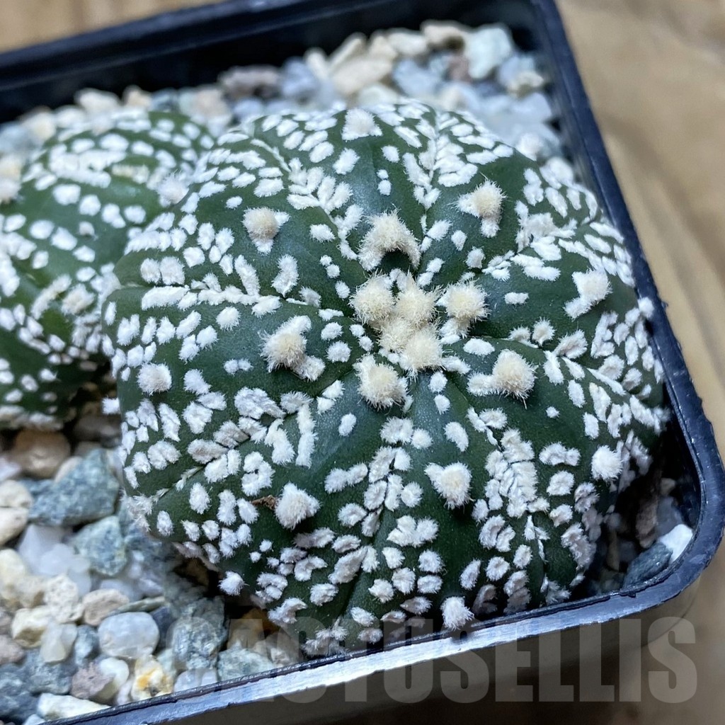 SH21711 Astrophytum asterias ‘Super Kabuto’ V-type