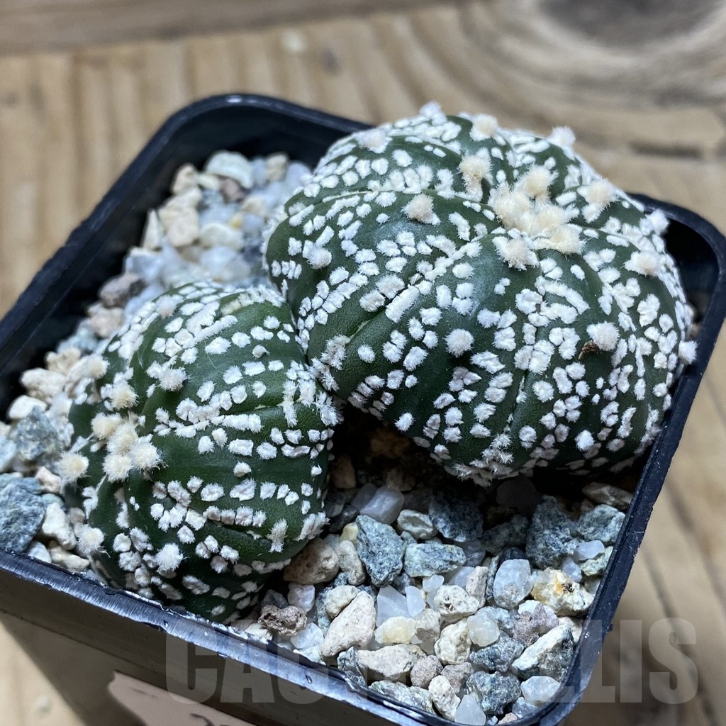 SH21711 Astrophytum asterias ‘Super Kabuto’ V-type - Imagen 2