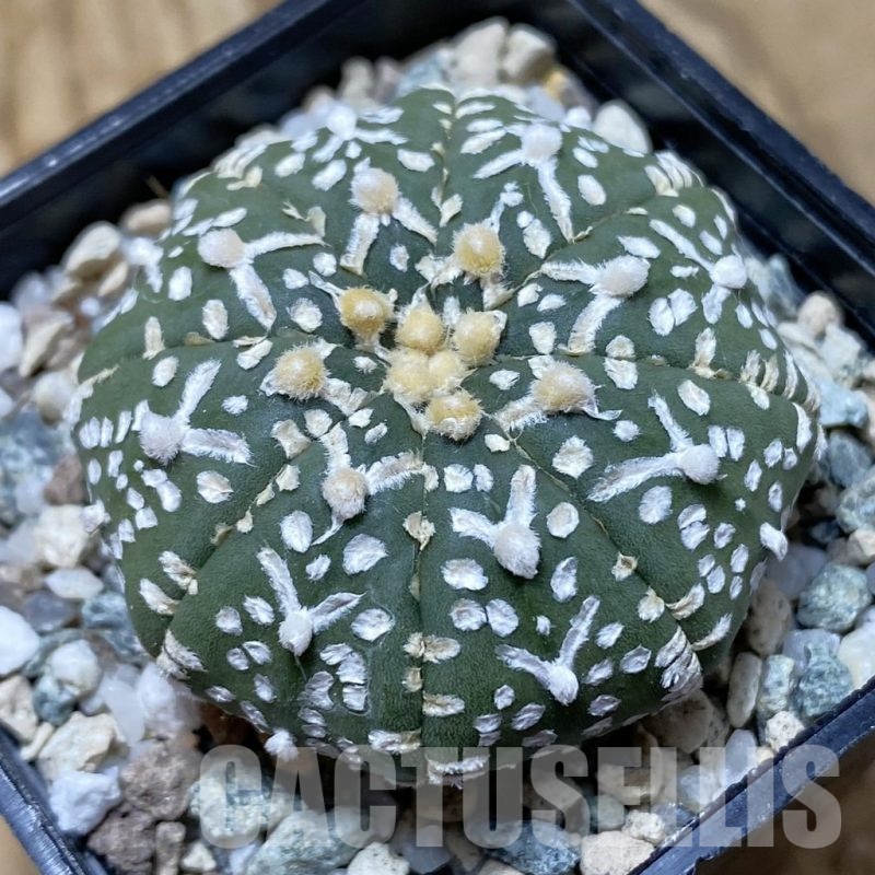 SH21712 Astrophytum asterias ‘Super Kabuto’ V-type