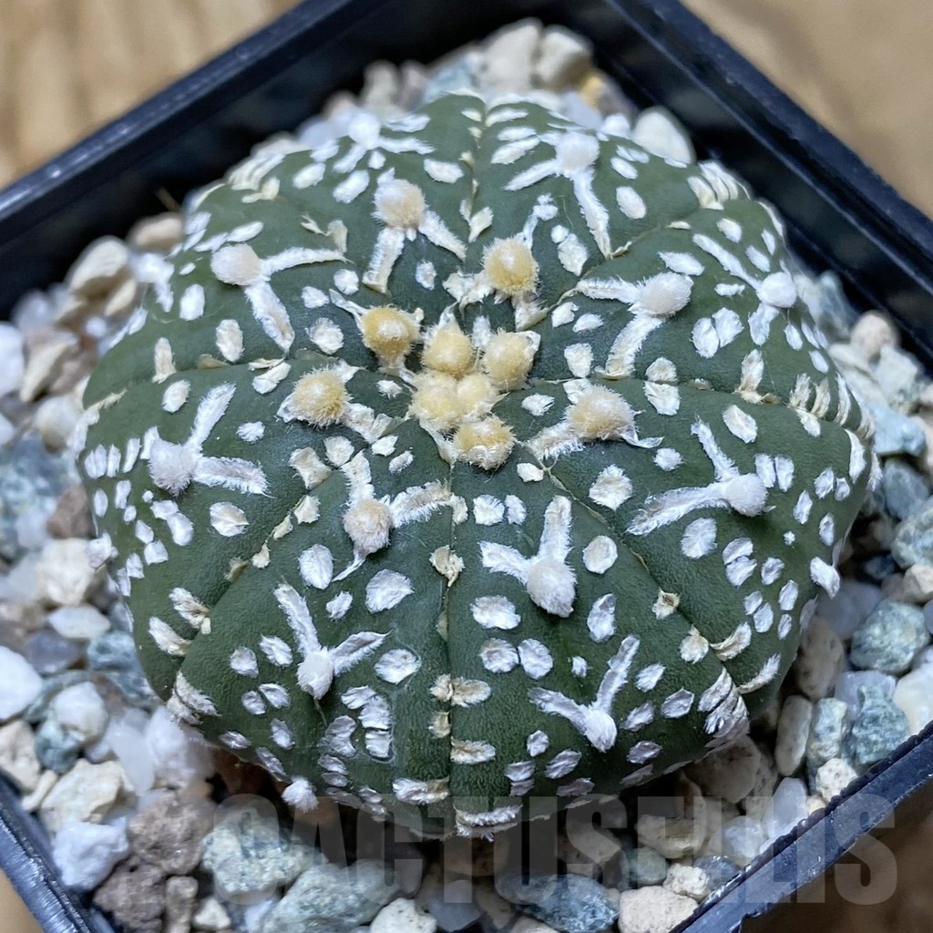 SH21712 Astrophytum asterias ‘Super Kabuto’ V-type