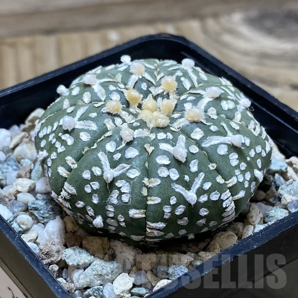 SH21712 Astrophytum asterias ‘Super Kabuto’ V-type - Image 2