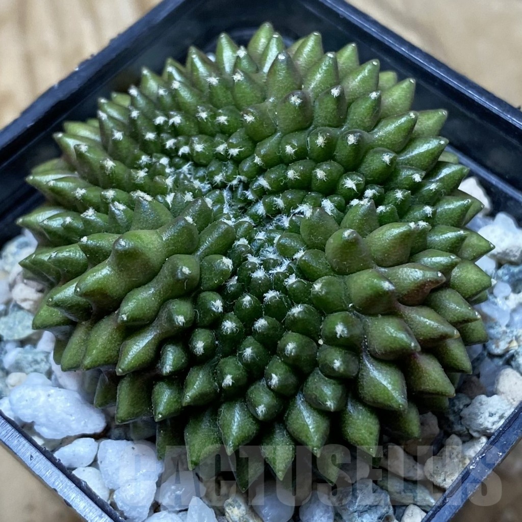 SH21713 Gymnocalycium mihanovichii ‘inermis’