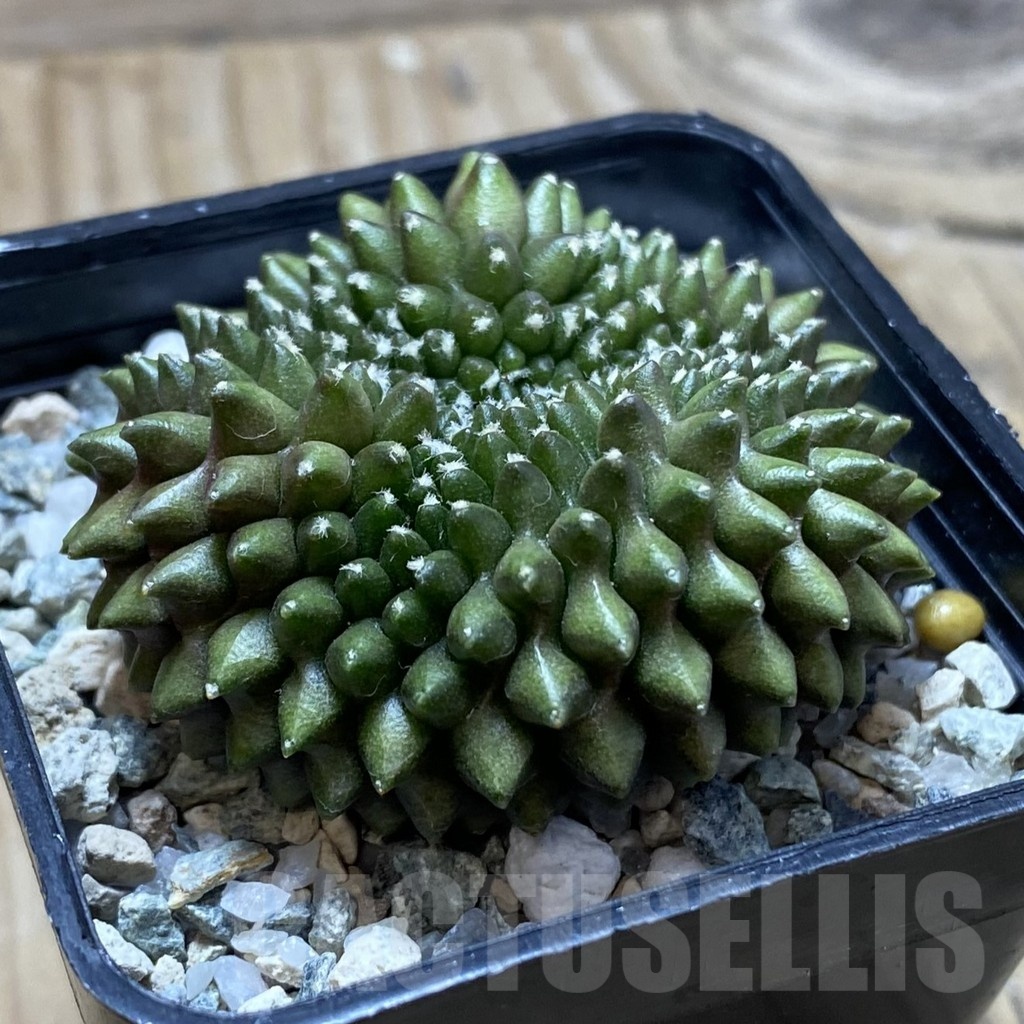 SH21713 Gymnocalycium mihanovichii ‘inermis’ - immagine 2