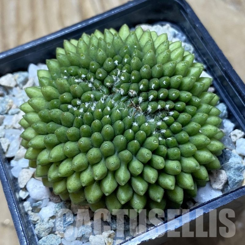 SH21714 Gymnocalycium mihanovichii ‘inermis’
