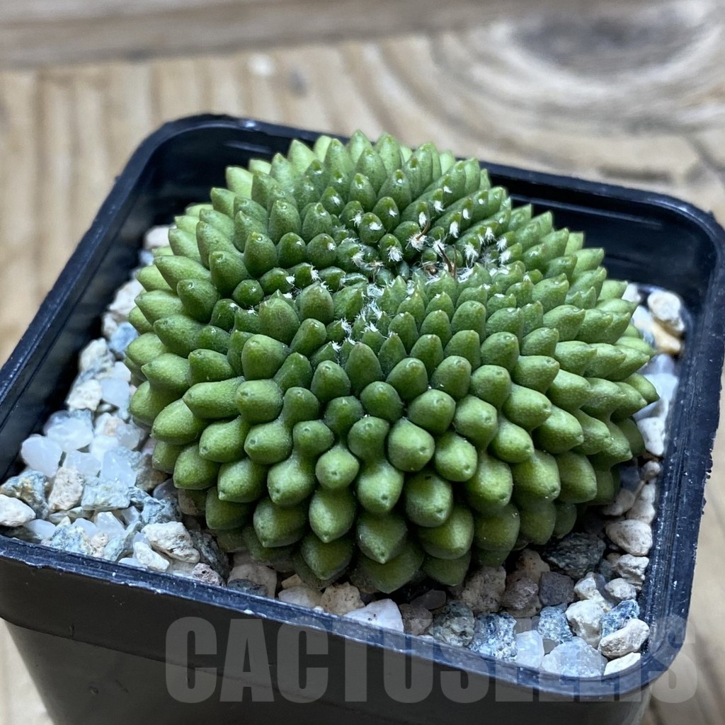 SH21714 Gymnocalycium mihanovichii ‘inermis’ - Image 2