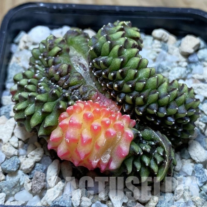 SH21716 Gymnocalycium mihanovichii ‘inermis’ f. variegata cristata