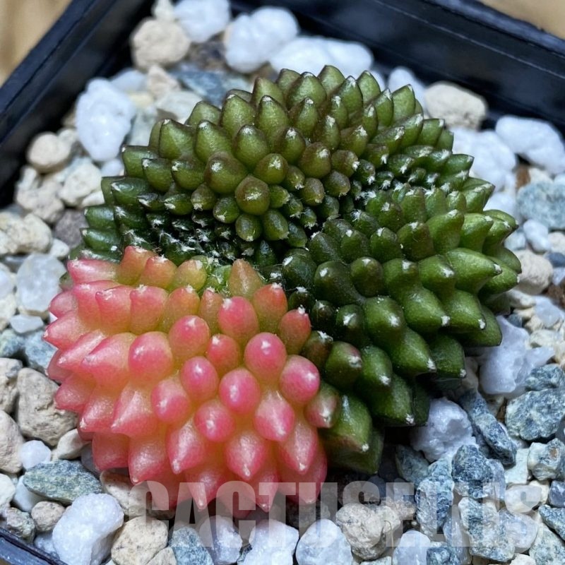 SH21717 Gymnocalycium mihanovichii ‘inermis’ f. variegata cristata