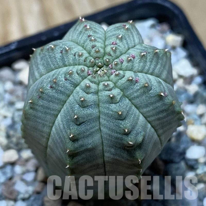 SH21682 Euphorbia obesa