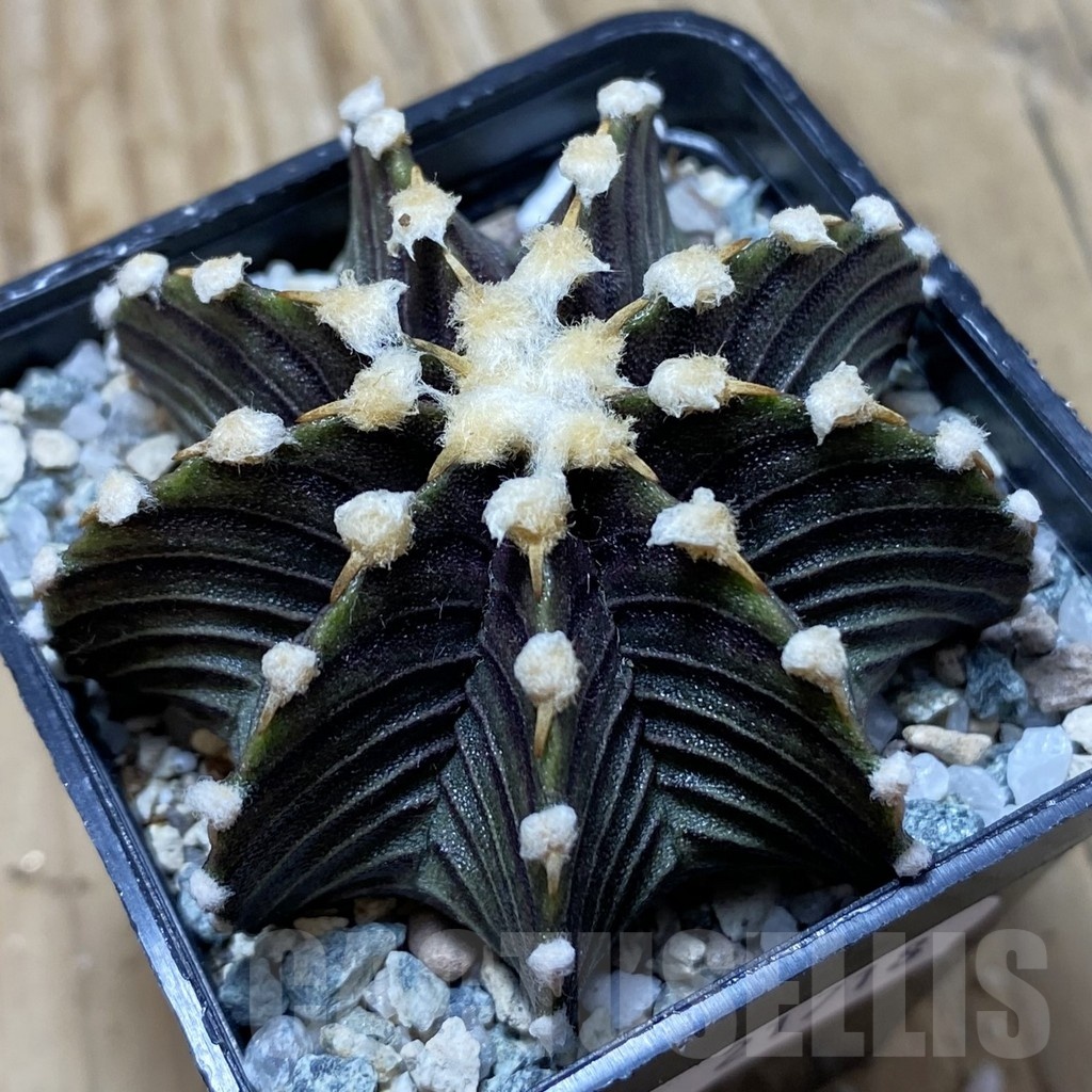 SH21718 Gymnocalycium friedrichii VOS1241
