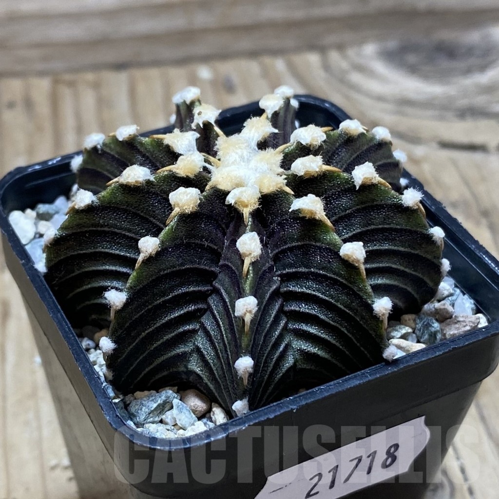 SH21718 Gymnocalycium friedrichii VOS1241 - Obrázek 2