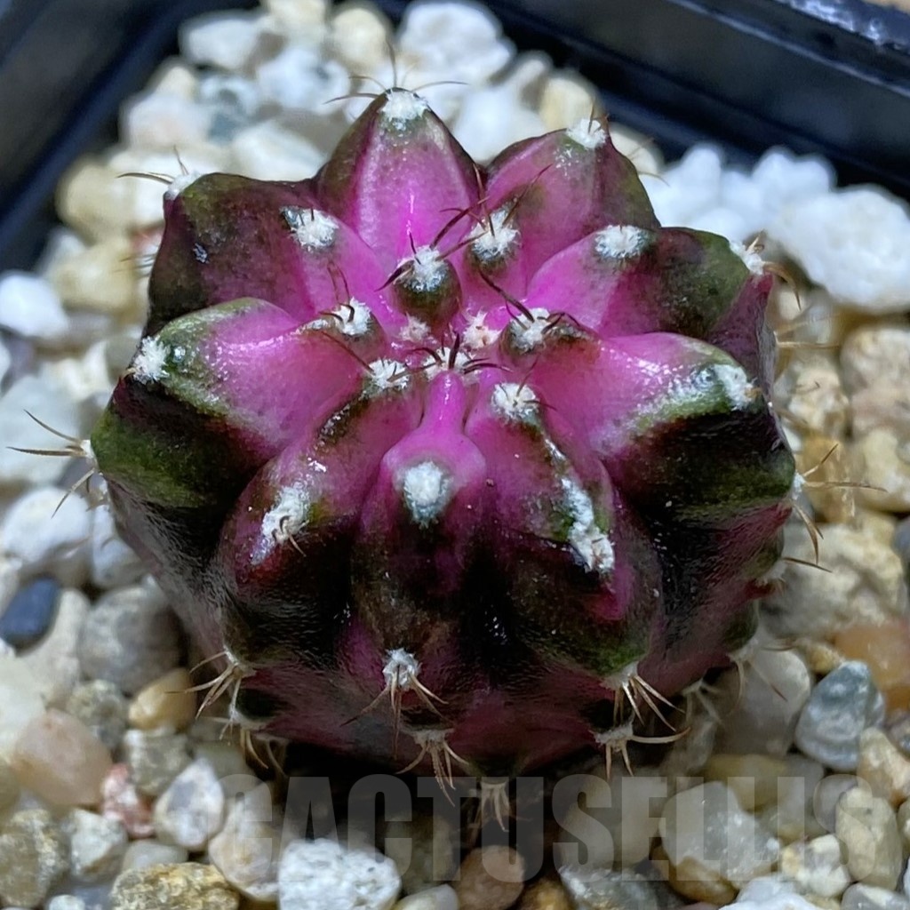 SH21721 Gymnocalycium mihanovichii ‘T-Lux'