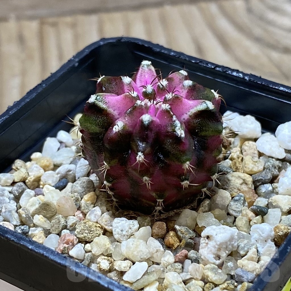 SH21721 Gymnocalycium mihanovichii ‘T-Lux' - Obrázek 2