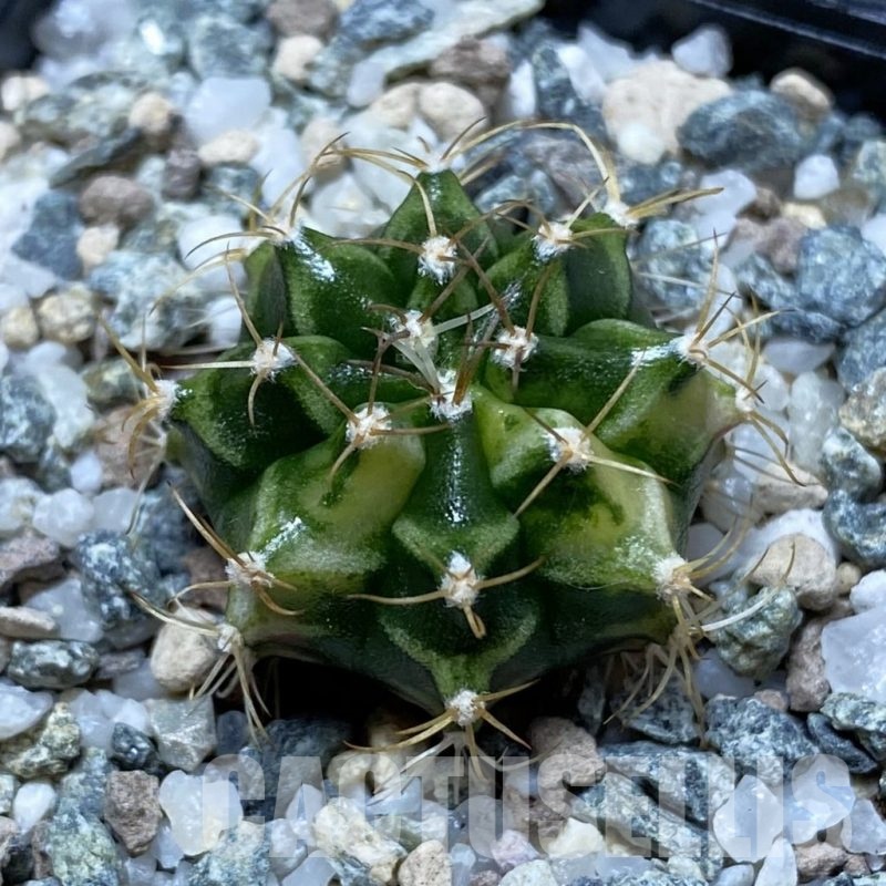 SH21722 Gymnocalycium mihanovichii f. variegata, seedling