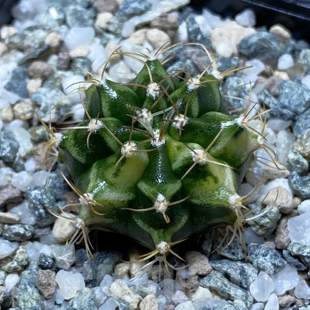 SH21722 Gymnocalycium mihanovichii f. variegata, seedling