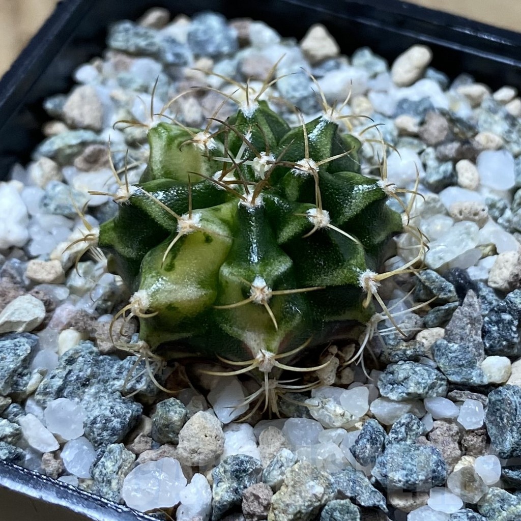 SH21722 Gymnocalycium mihanovichii f. variegata, seedling - Image 2