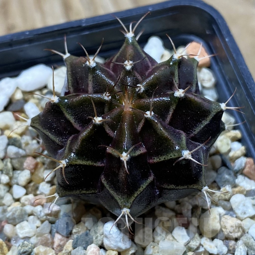 SH21723 Gymnocalycium mihanovichii ‘Black Widow’ hybrid