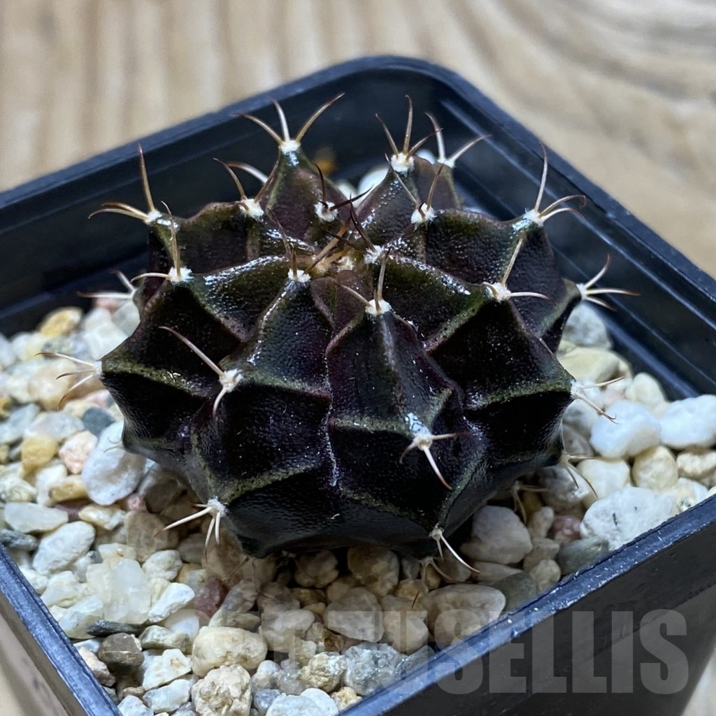 SH21723 Gymnocalycium mihanovichii ‘Black Widow’ hybrid - Image 2