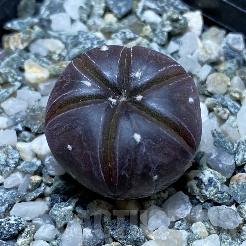 SH21724 Astrophytum asterias ‘Purple Skin’, 6-ribs