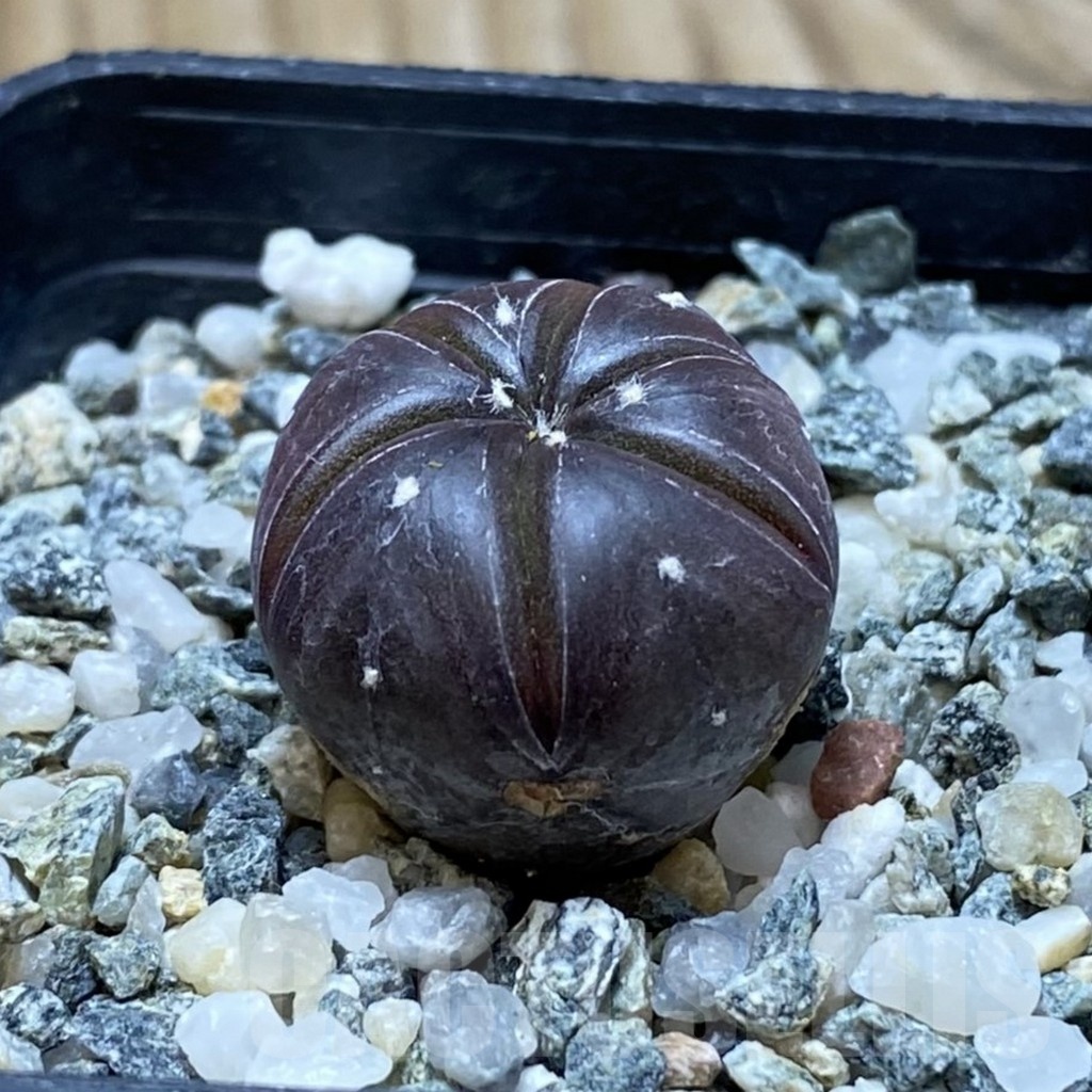 SH21724 Astrophytum asterias ‘Purple Skin’, 6-ribs - Obrázek 2