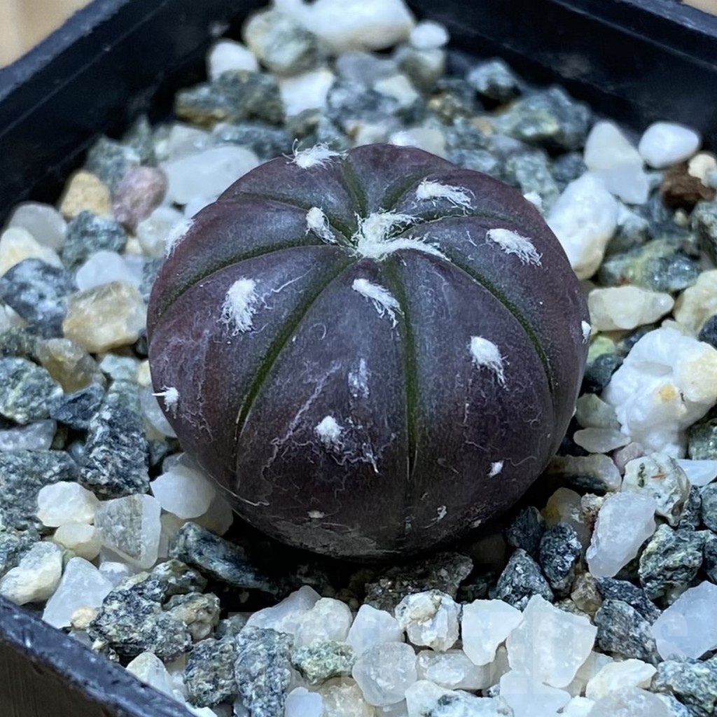 SH21725 Astrophytum asterias ‘Purple Skin’ - Image 2
