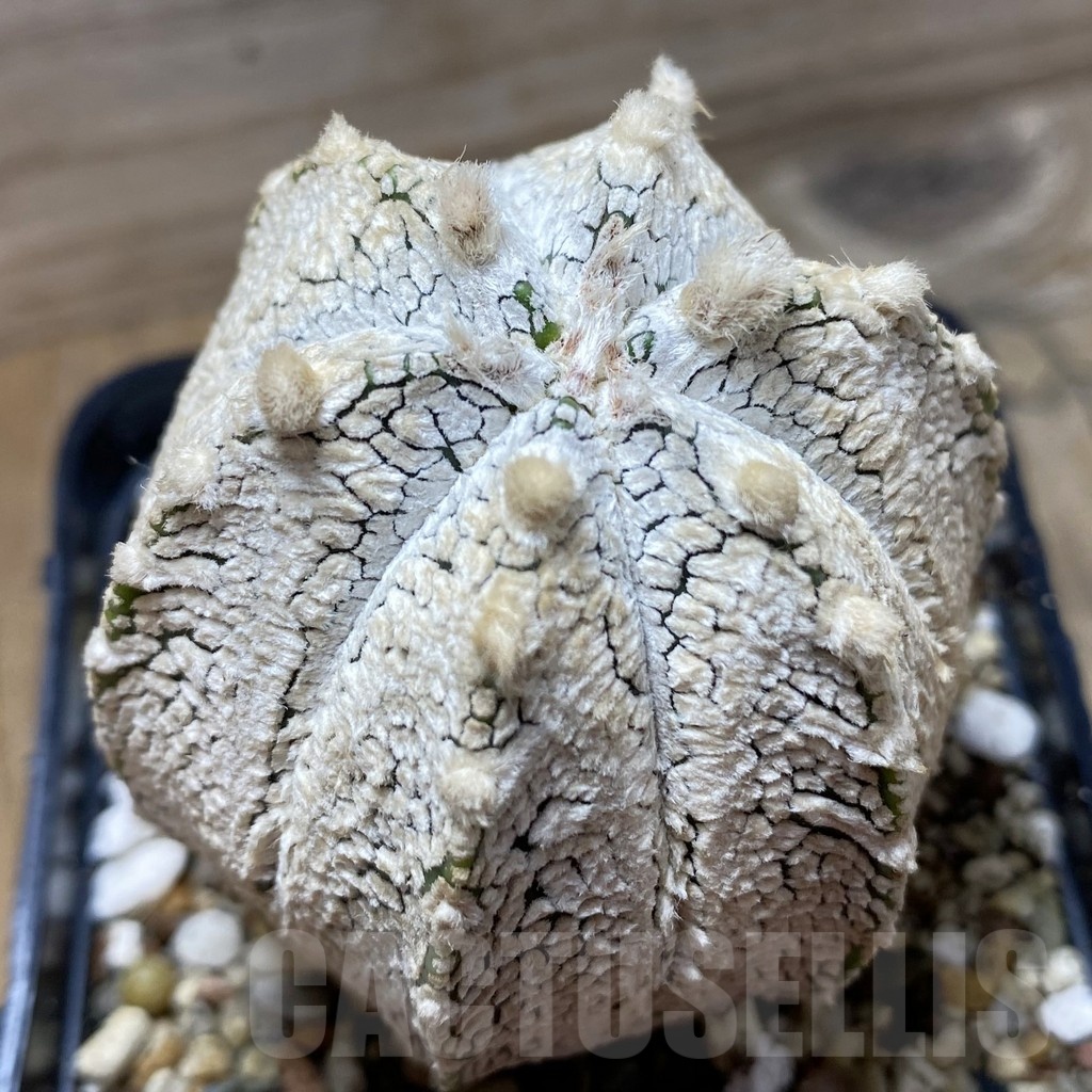 SH21726 Astrophytum asterias ‘Super Kabuto’ x ‘Onzuka’ F2