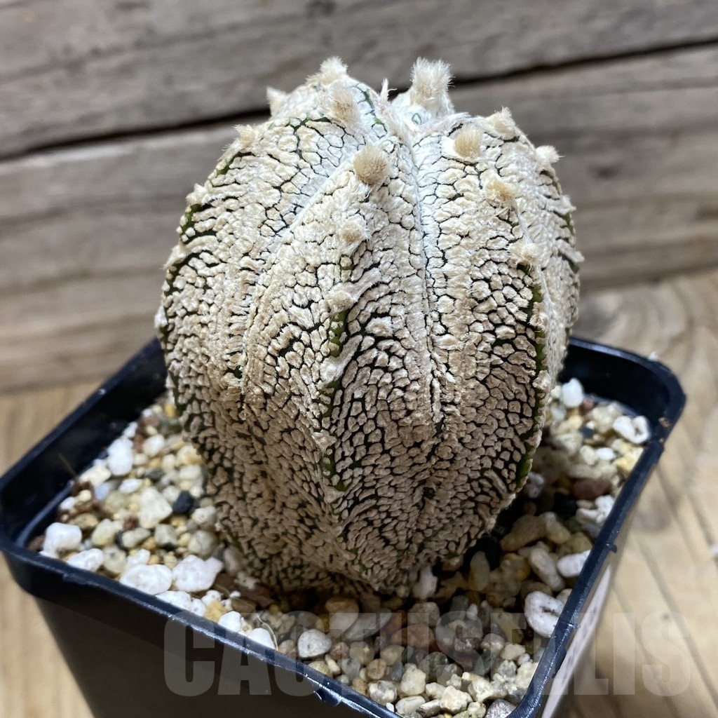 SH21726 Astrophytum asterias ‘Super Kabuto’ x ‘Onzuka’ F2 - Image 2