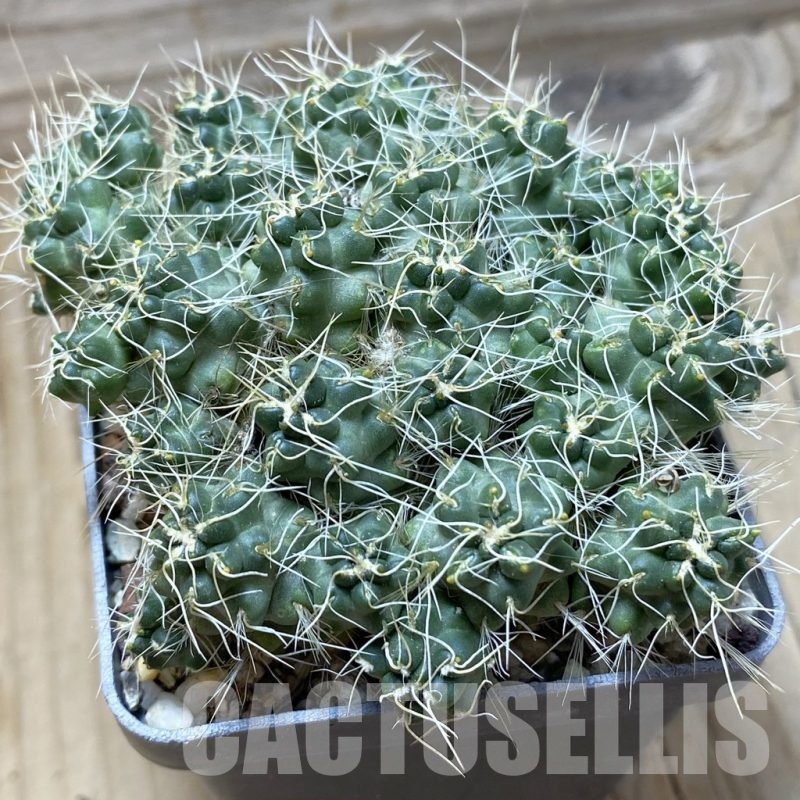 SH21727 Puna subterranea f. incahuasi