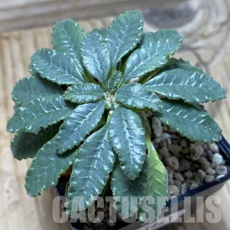 SH21683 Dorstenia lavrani