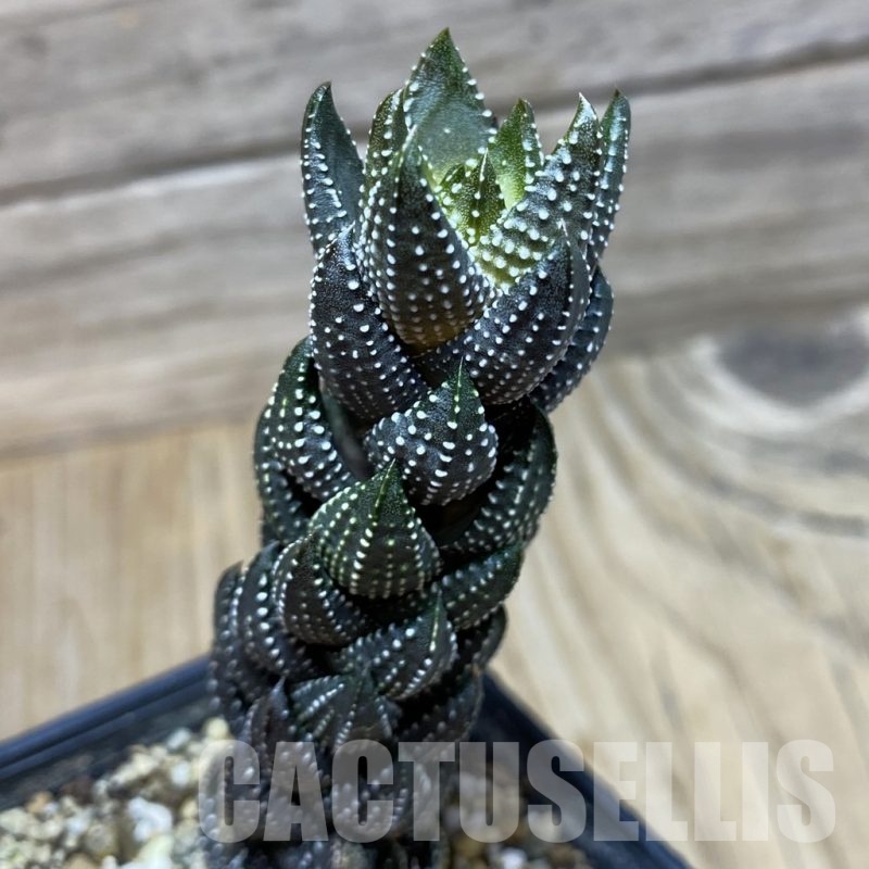 SH21728 Haworthia reinwardtii