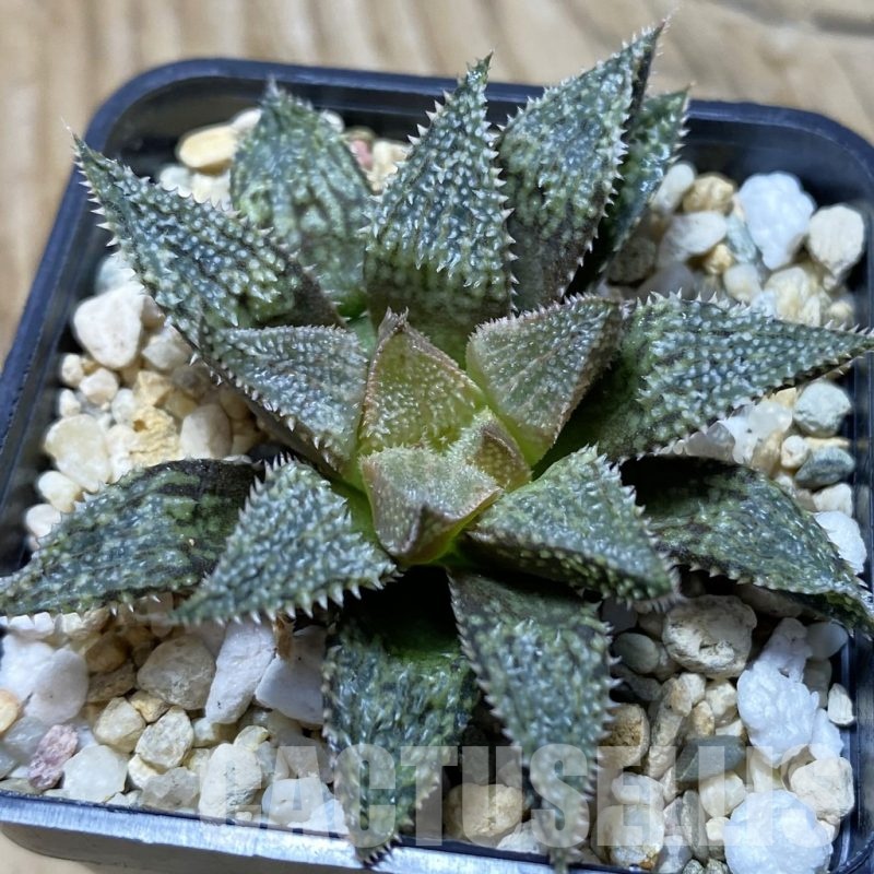 SH21730 Haworthia 'Hakuma'