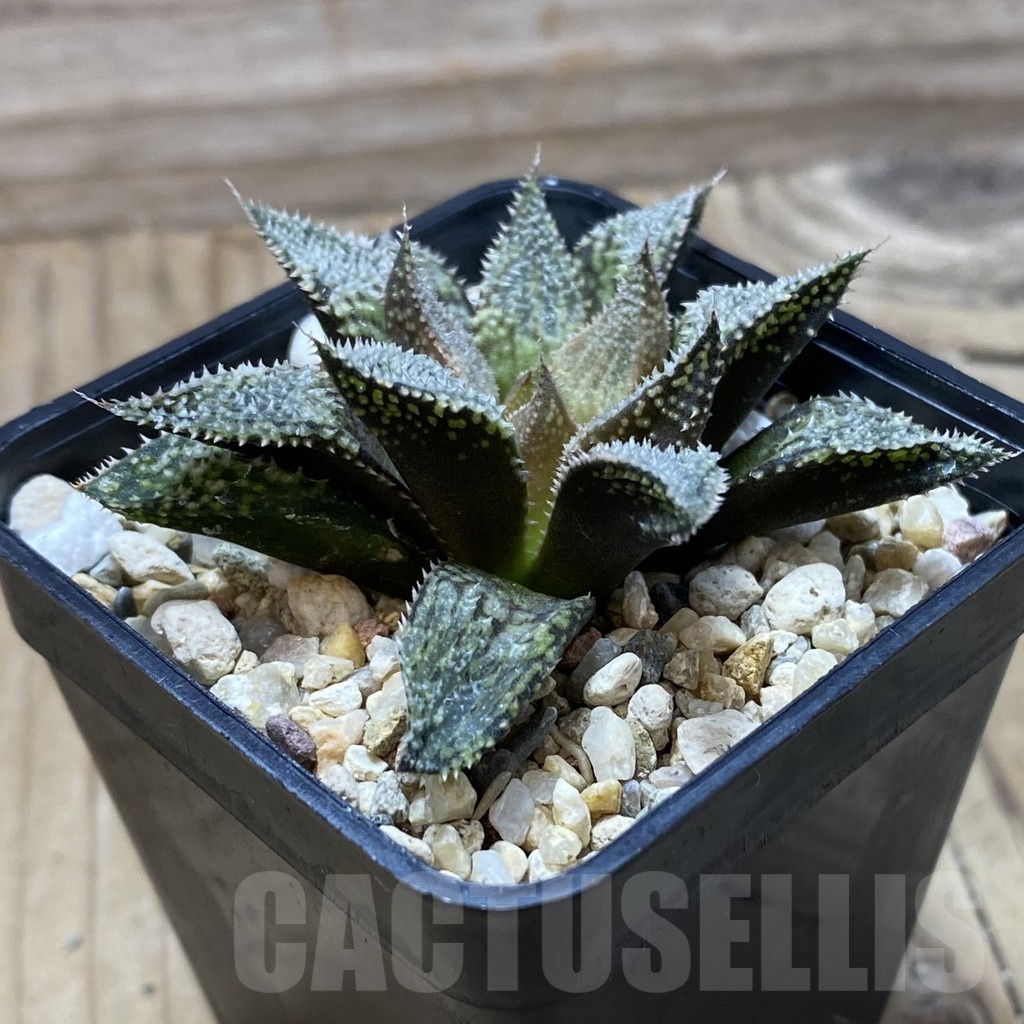 SH21730 Haworthia 'Hakuma' - immagine 2