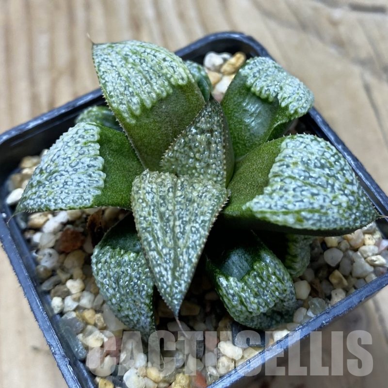 SH21731 Haworthia splendens