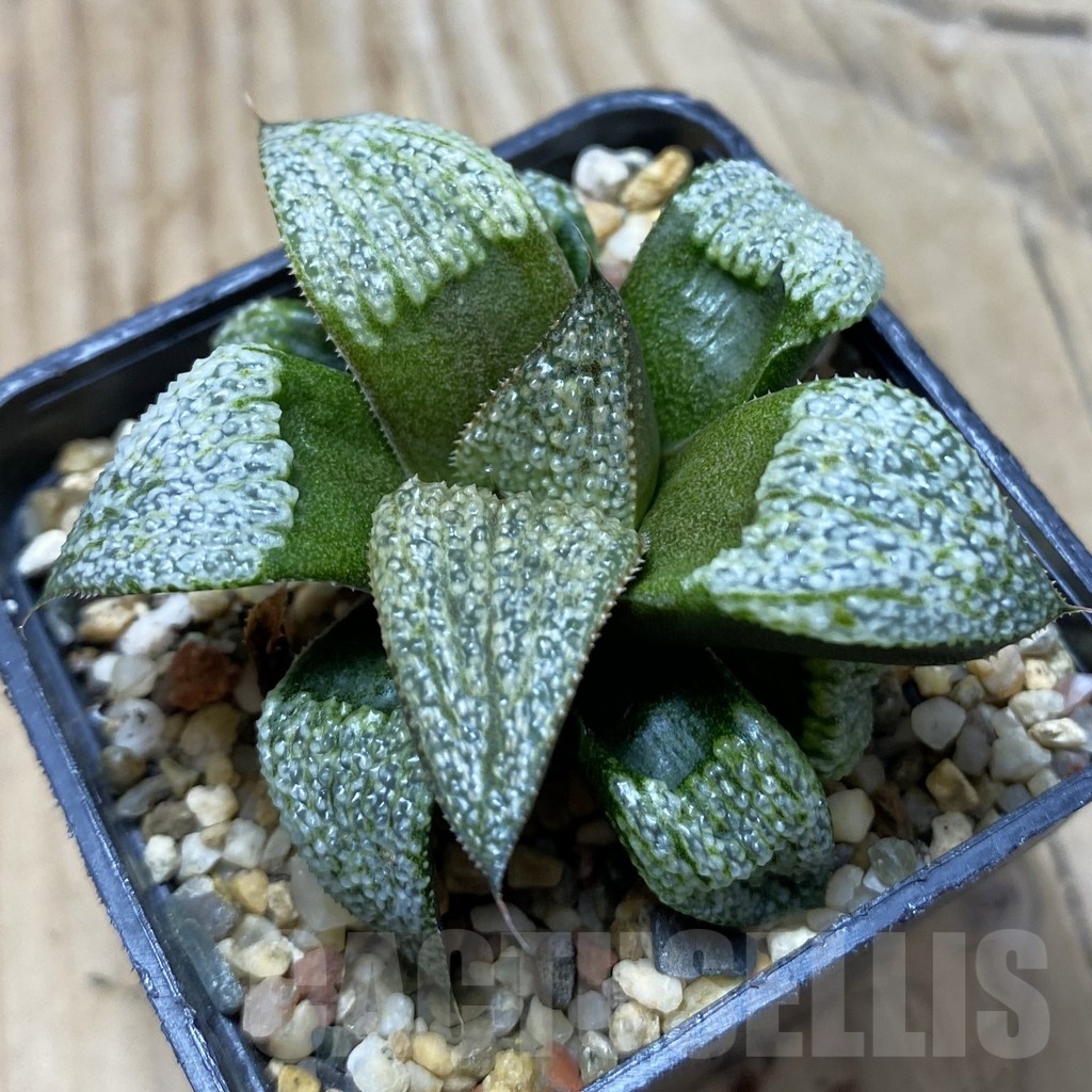 SH21731 Haworthia splendens