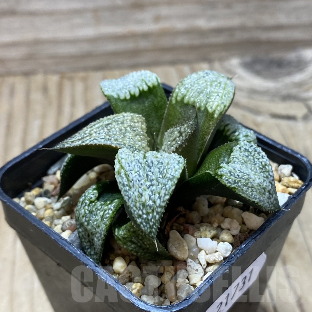 SH21731 Haworthia splendens - Image 2