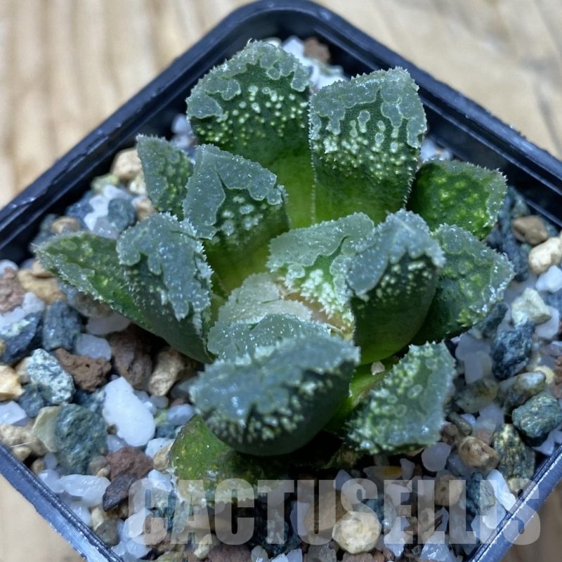 SH21732 Haworthia 'Gorbi' F2