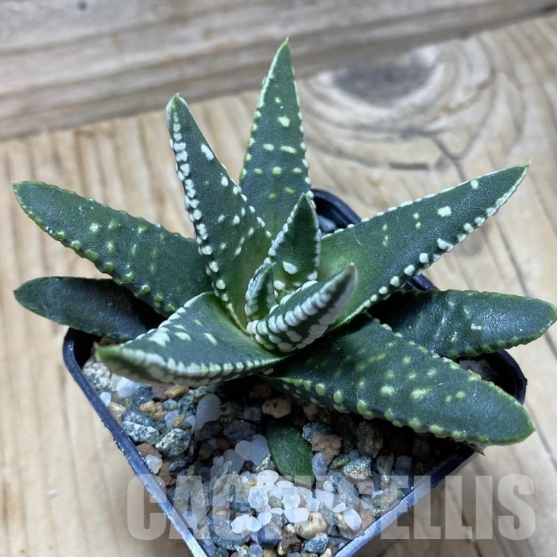 SH21733 Haworthia pumila 'Emperor', seedling