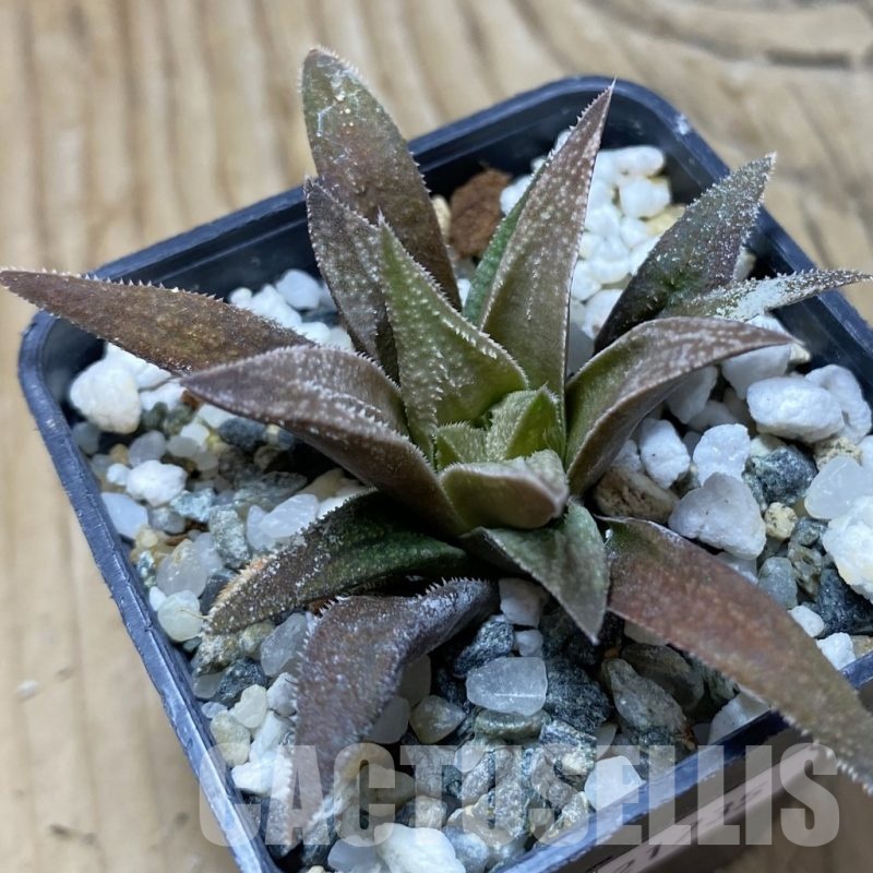 SH21735 Haworthia ‘Metarika’ x 'Anna Cocozza'