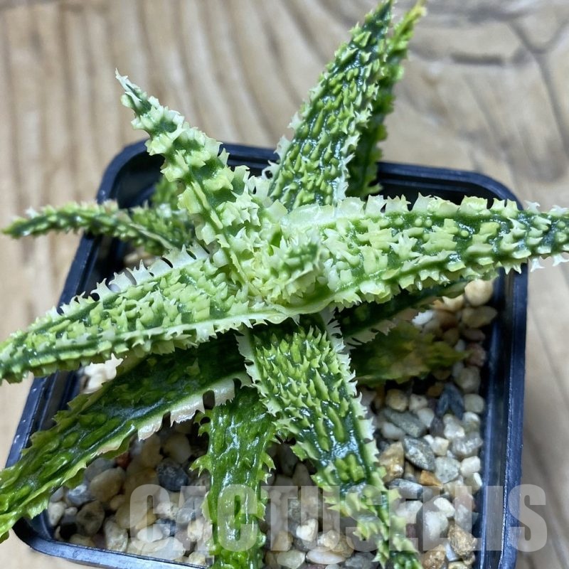 SH21736 Aloe TCT hybrid