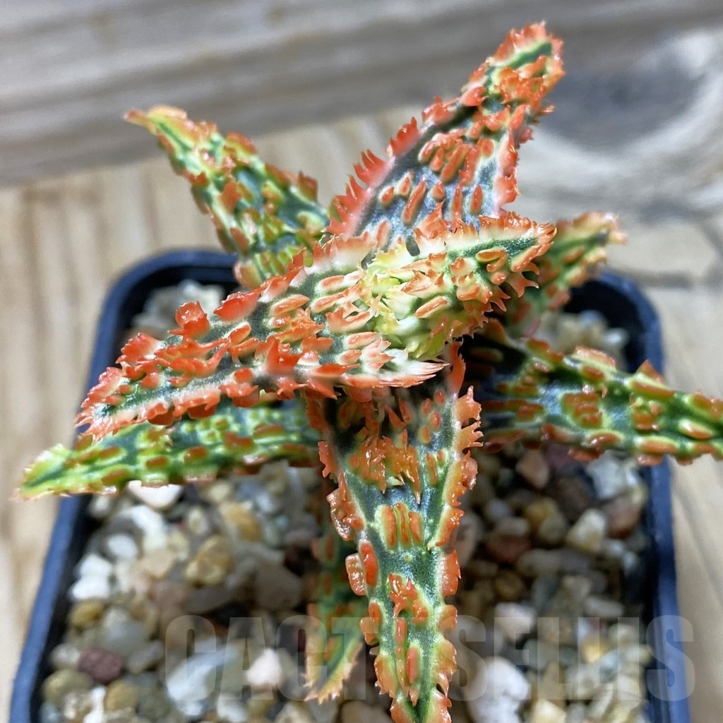 SH21737 Aloe TCT hybrid