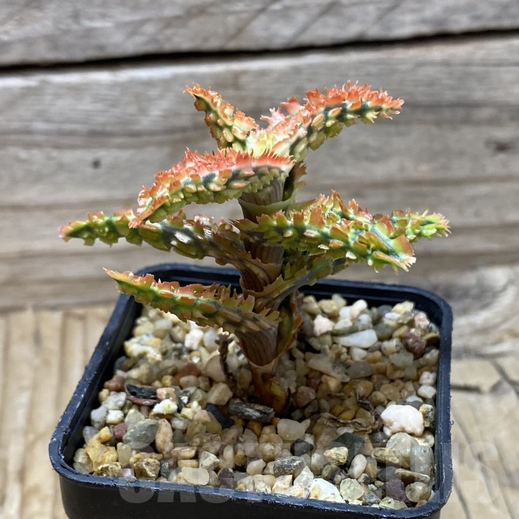 SH21737 Aloe TCT hybrid - immagine 2