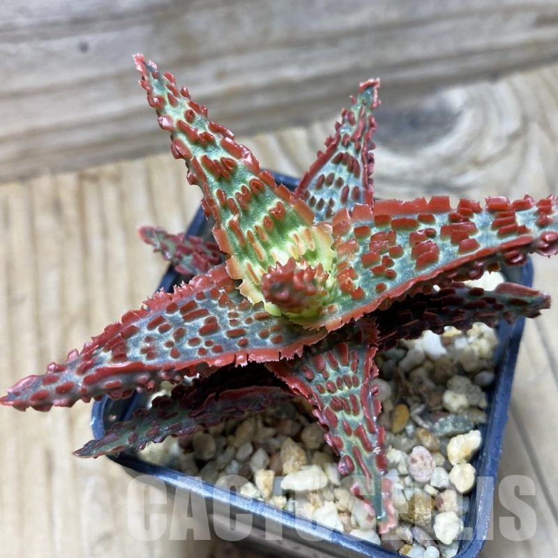 SH21738 Aloe TCT hybrid