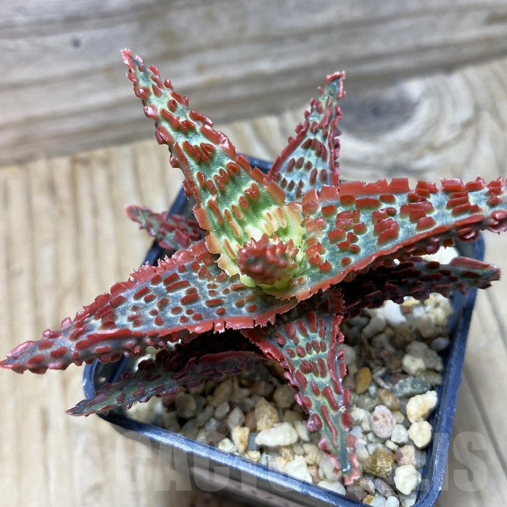 SH21738 Aloe TCT hybrid