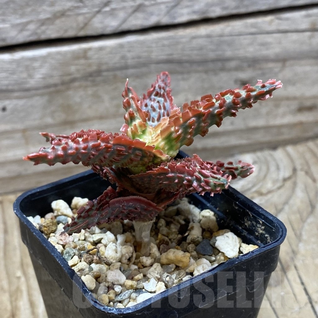 SH21738 Aloe TCT hybrid - immagine 2