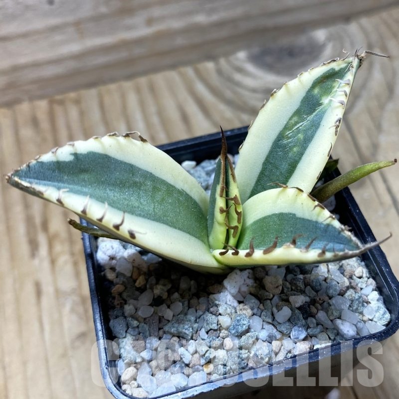SH21739 Agave titanota ‘Snaggle Tooth’ f. variegata