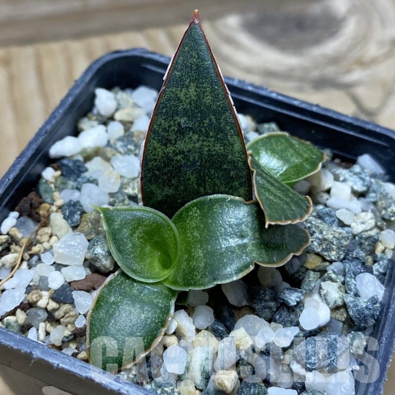 SH21740 Sansevieria ‘Black Diamond’