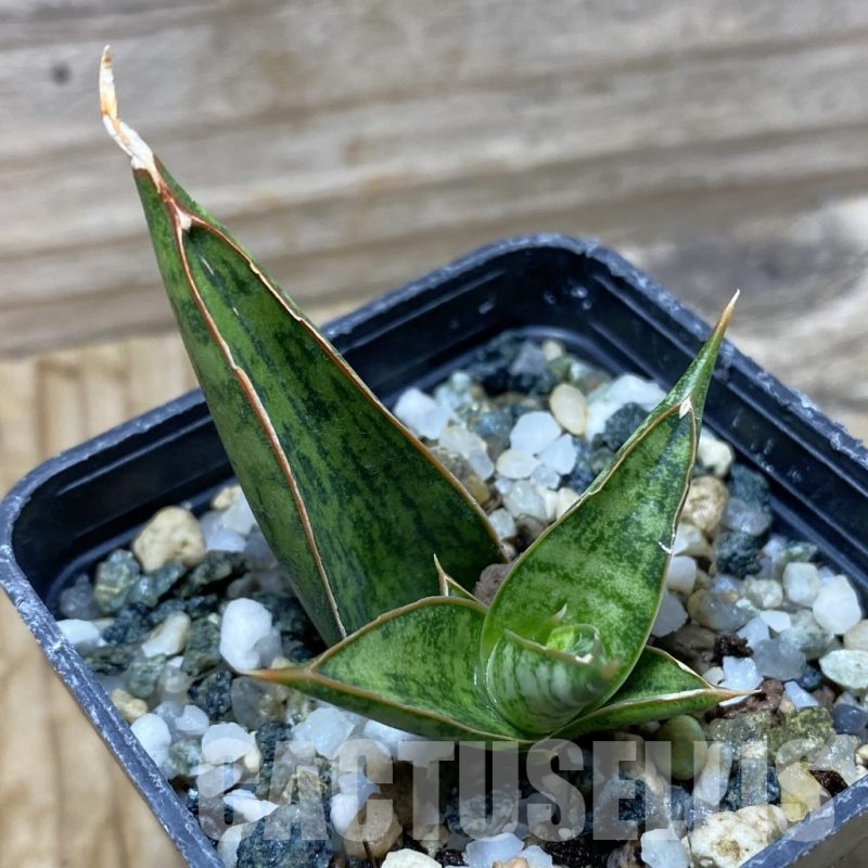SH21742 Sansevieria ‘Rockman’