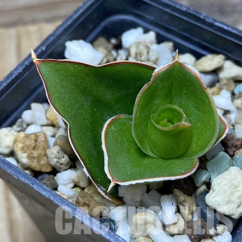 SH21743 ansevieria ‘Tower’