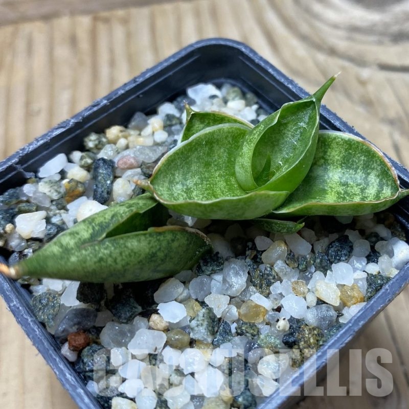 SH21744 Sansevieria ‘Manee’